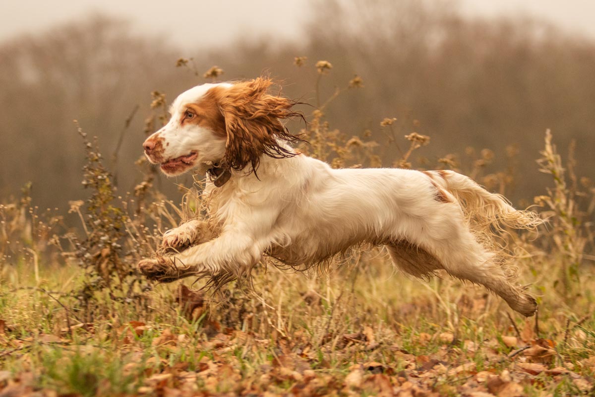 Wintershooting Cocker Spaniel rennt über Wiese