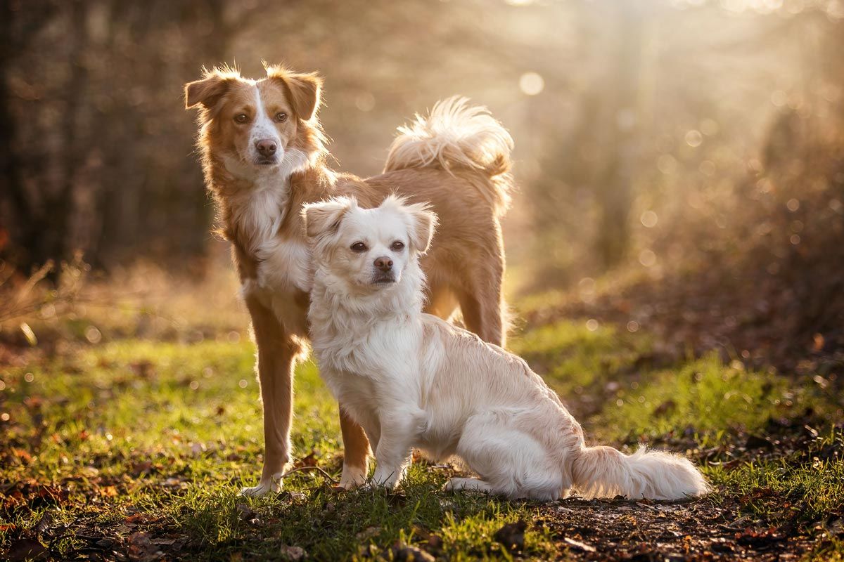 Wintershooting Mischlingshunde in der Abendsonne