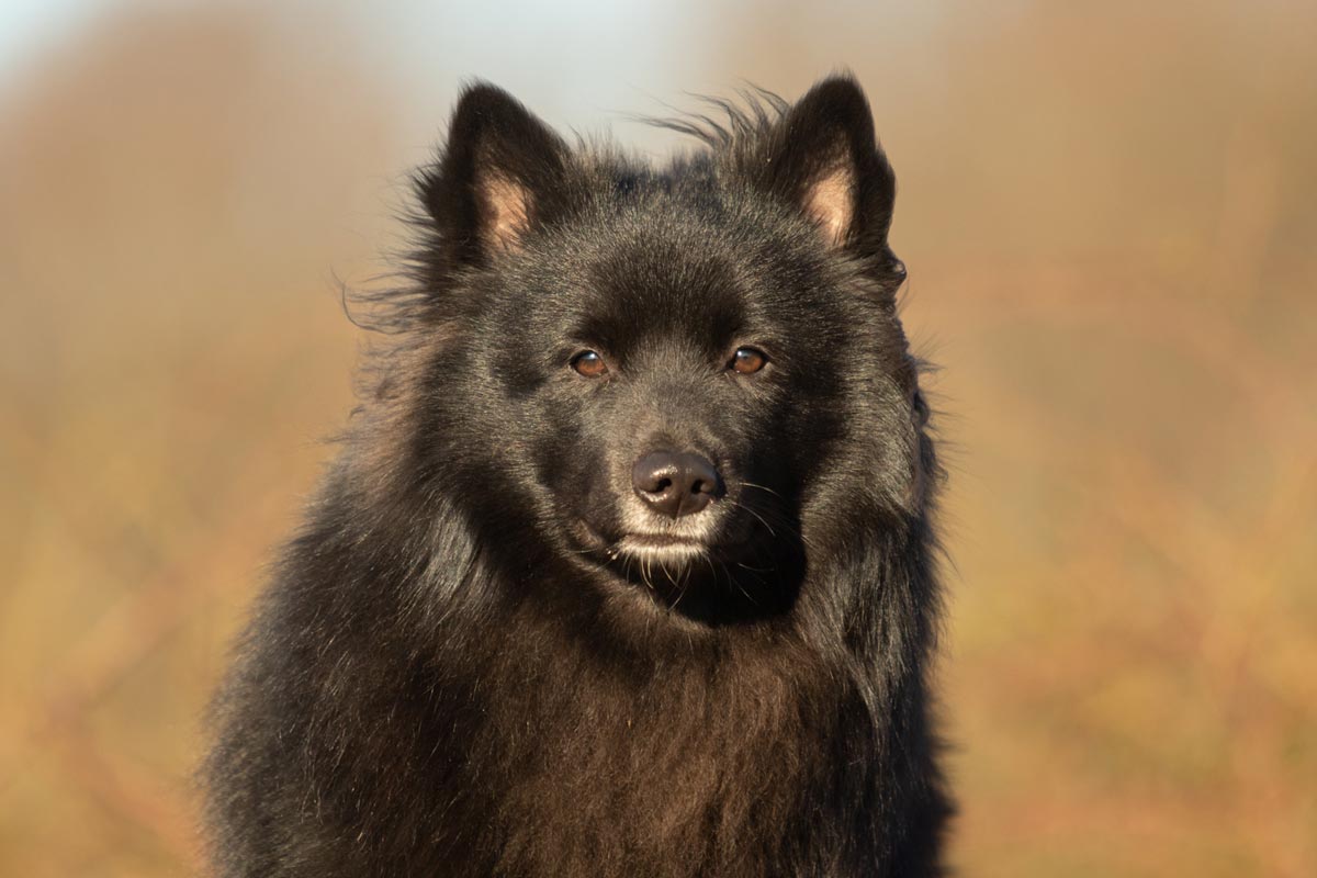 Wintershooting schwarzer Großspitz Portrait