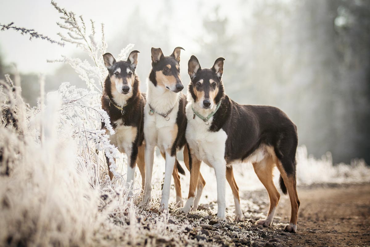 Wintershooting Kurzhaarcollies tricolour im Raureif