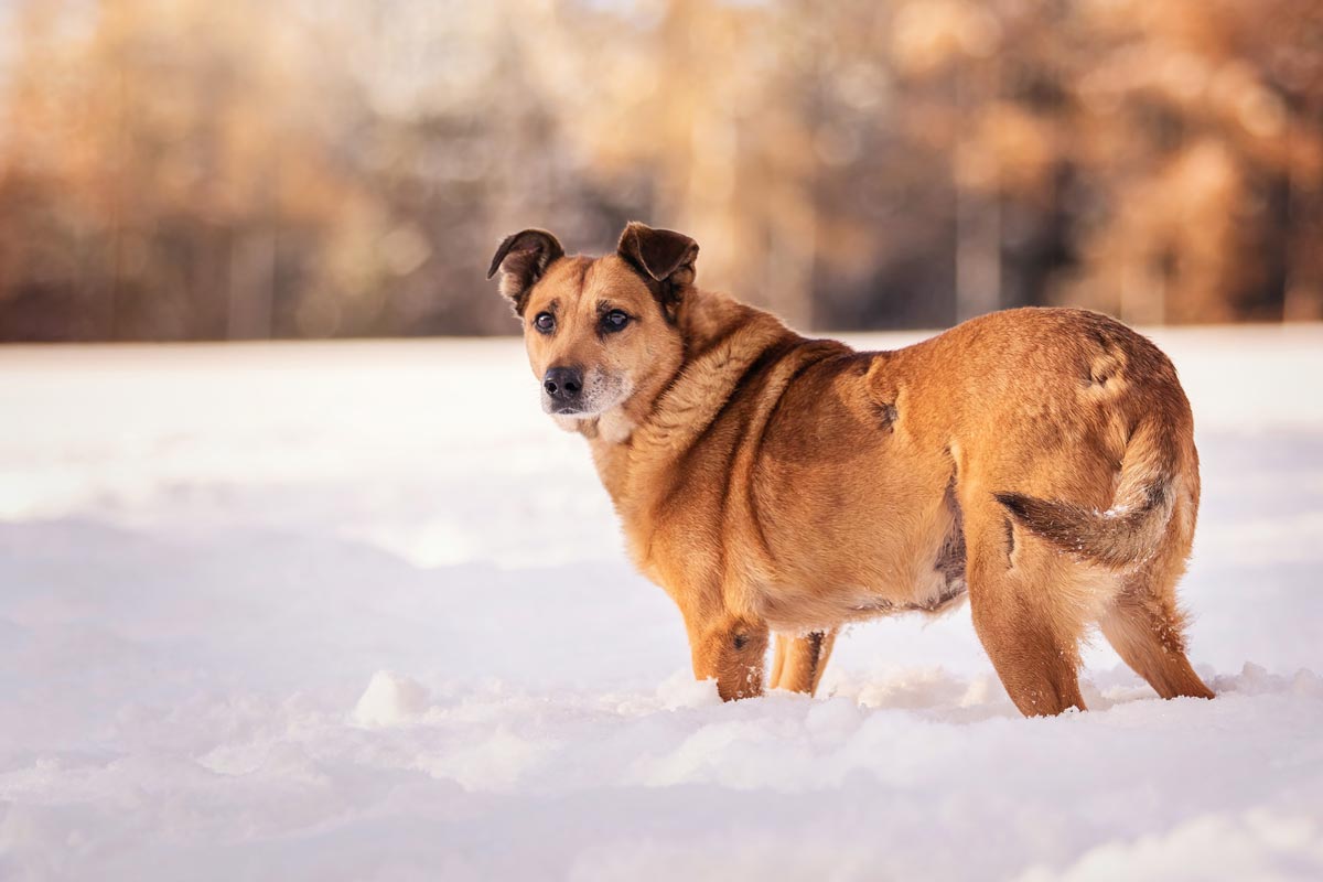 Wintershooting Mischlingshund im Schnee