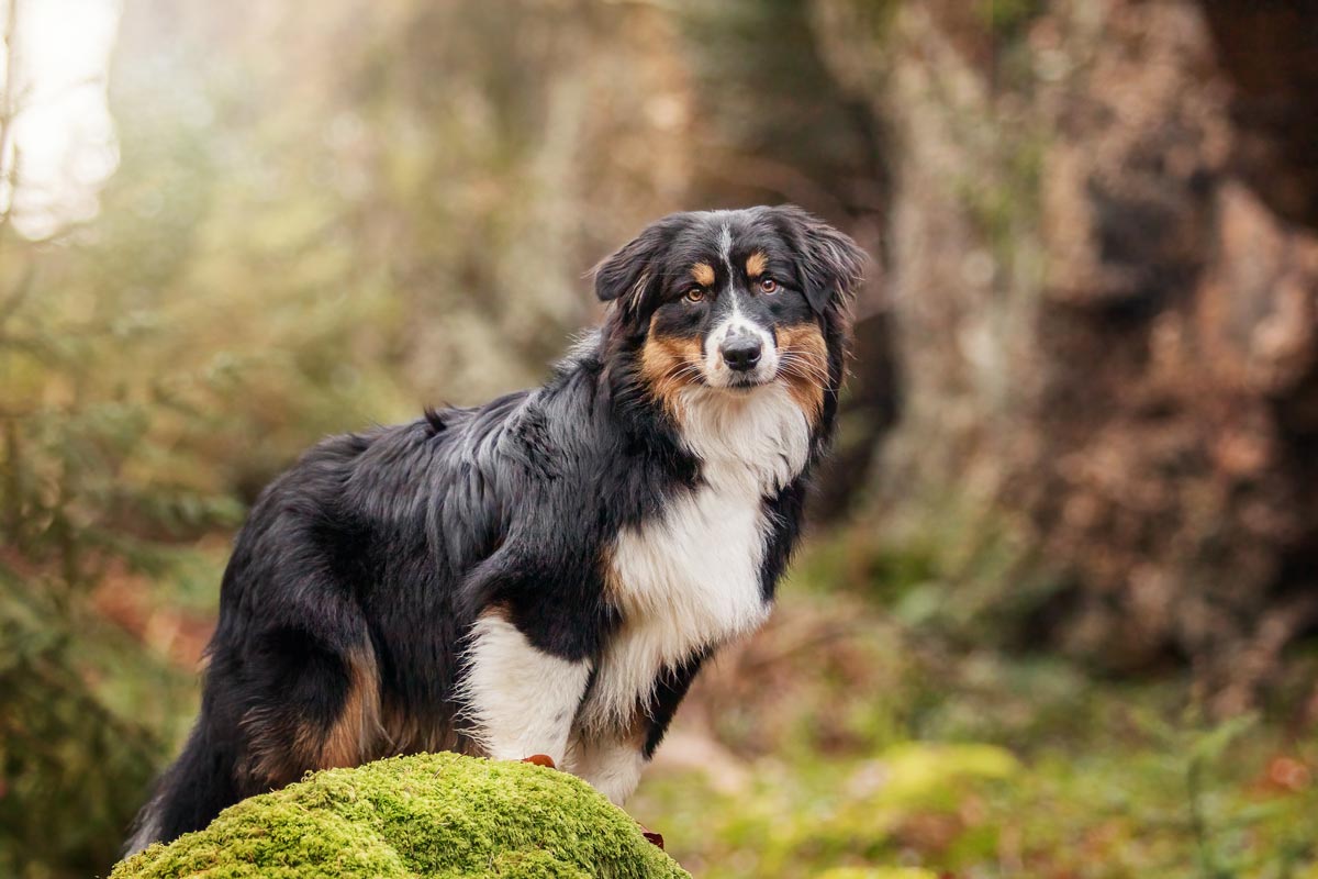 Wintershooting Australian Shepherd im Wald