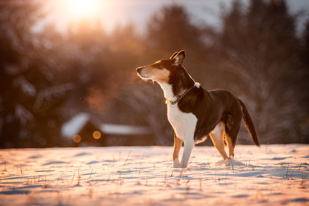 Wintershooting Kurzhaarcollie im Schnee bei Sonnenuntergang