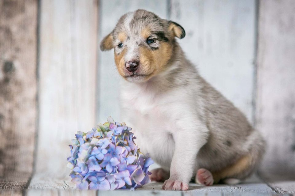 Wurfbegleitung für Züchter 17 Tage alter blue merle Kurzhaarcollie-Welpe mit Blümchen