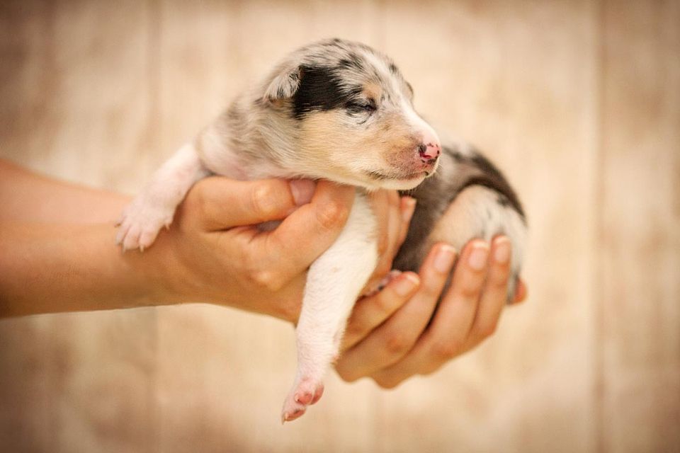 Wurfbegleitung für Züchter 12 Tage alter blue merle Kurzhaarcollie-Welpe