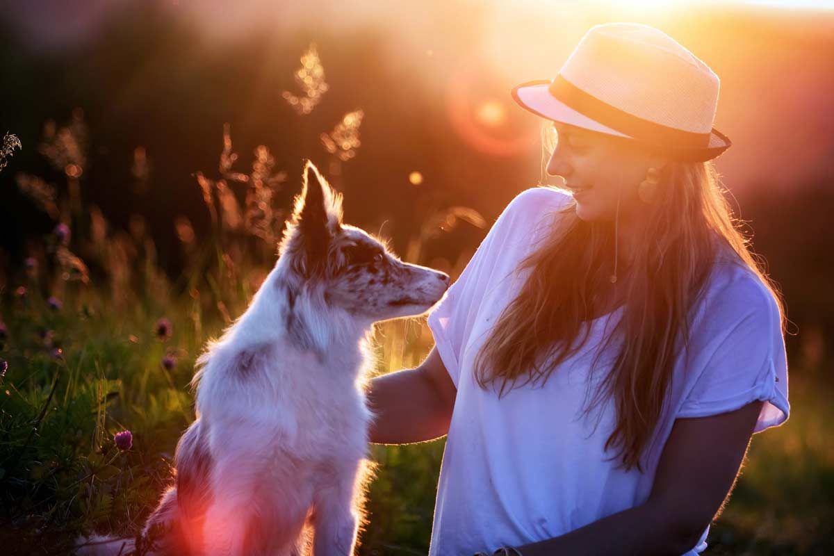LL Photography Mensch und Tier: Ein blue merle Border Collie und eine junge Frau sitzen im Sonnenuntergang auf einer Wiese und schauen sich liebevoll an.
