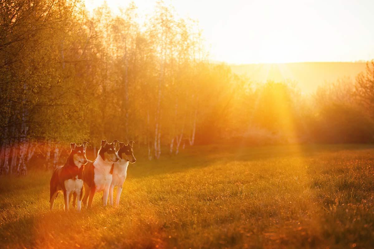 richtige Tierfotografin drei Kurzhaarcollies im Sonnenuntergang