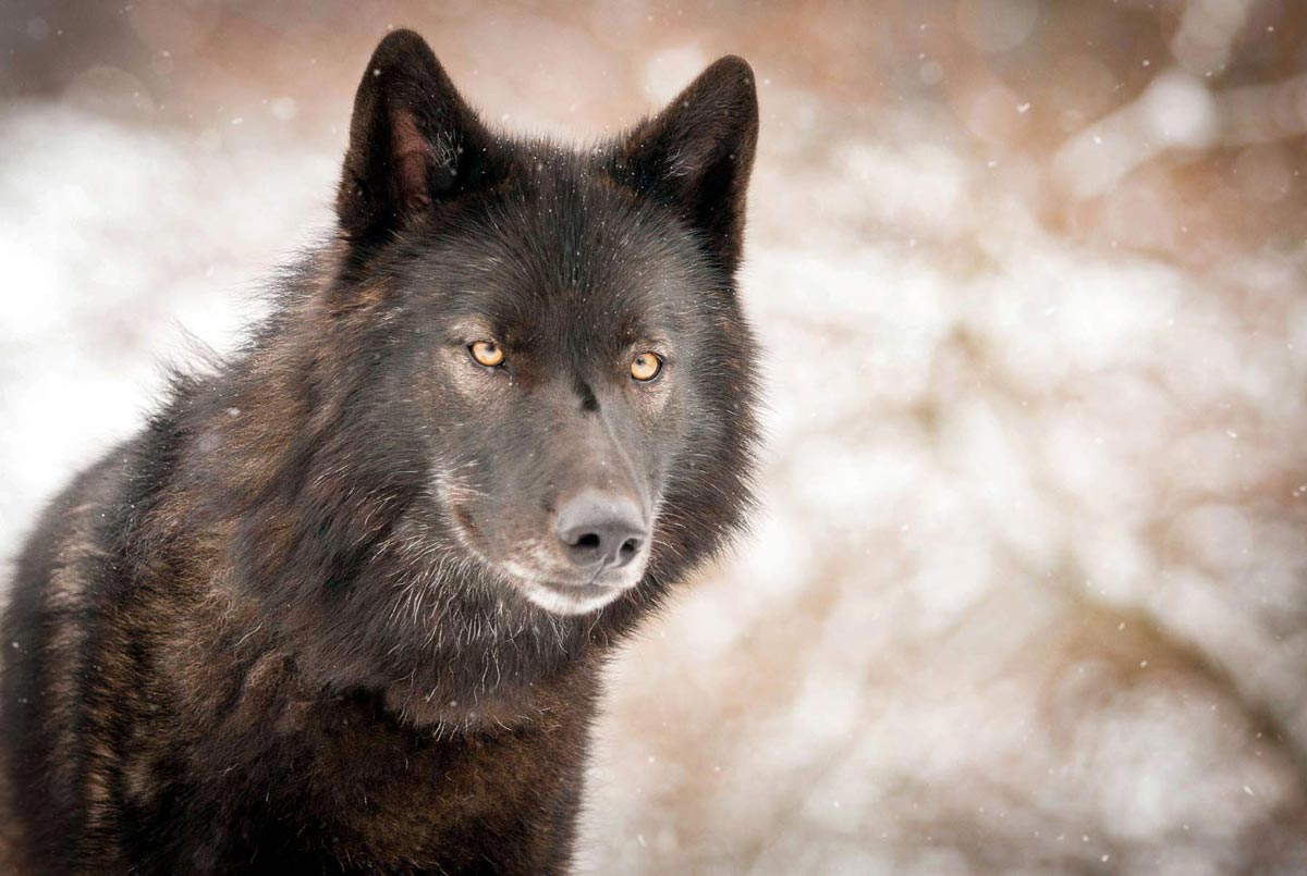 schwarze Hunde fotografieren Amerikanischer Wolfhund Portrait im Schnee