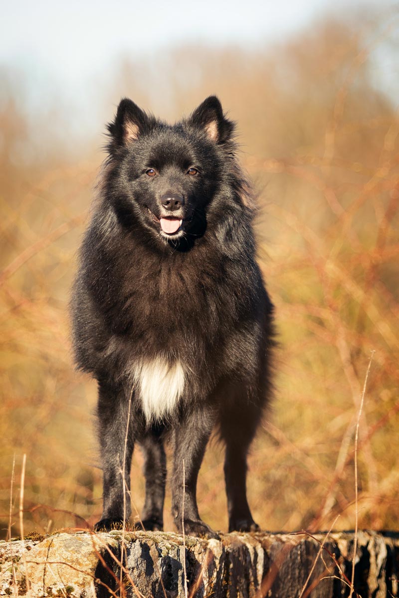 schwarze Hunde fotografieren Großspitz im Sonnenschein