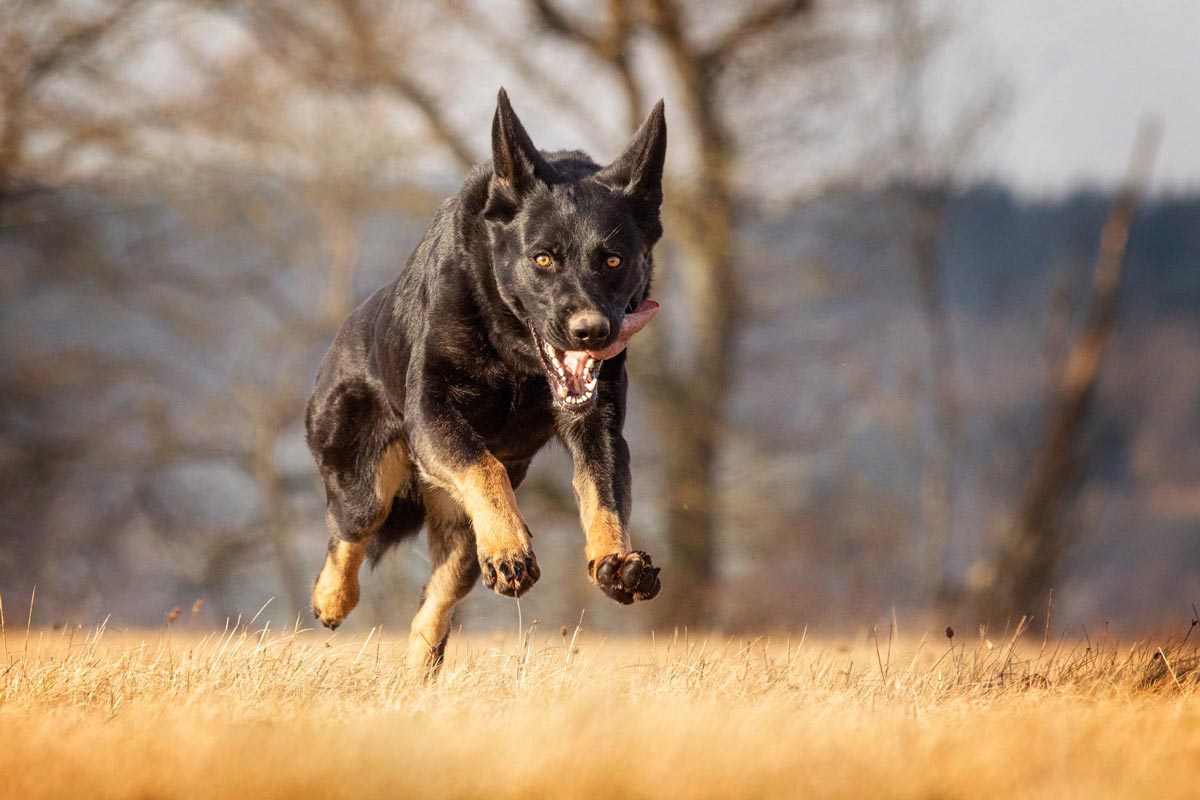 schwarze Hunde fotografieren Deutscher Schäferhund in Aktion