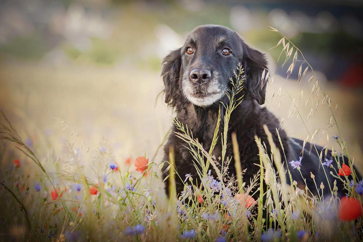 schwarze Hunde fotografieren Flat Coated Retriever im Mohnfeld
