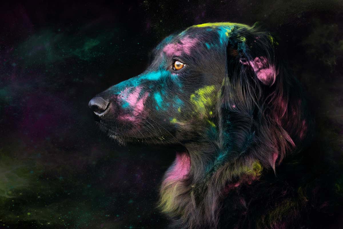 schwarze Hunde fotografieren Retrievermix mit Holifarben