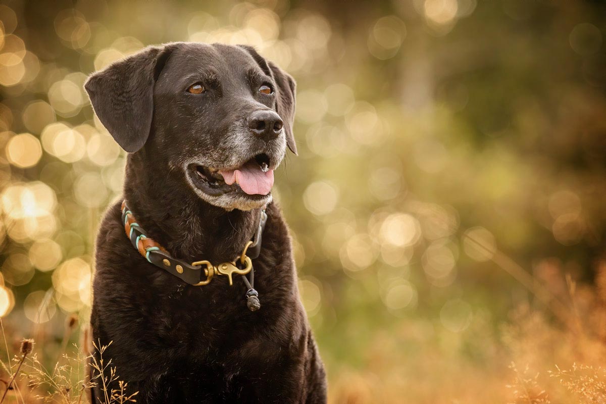 schwarze Hunde fotografieren Labrador Mix im Morgenlicht