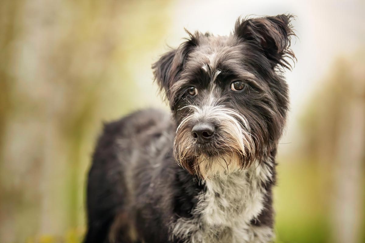 schwarze Hunde fotografieren kleiner Mix im Frühlingswald