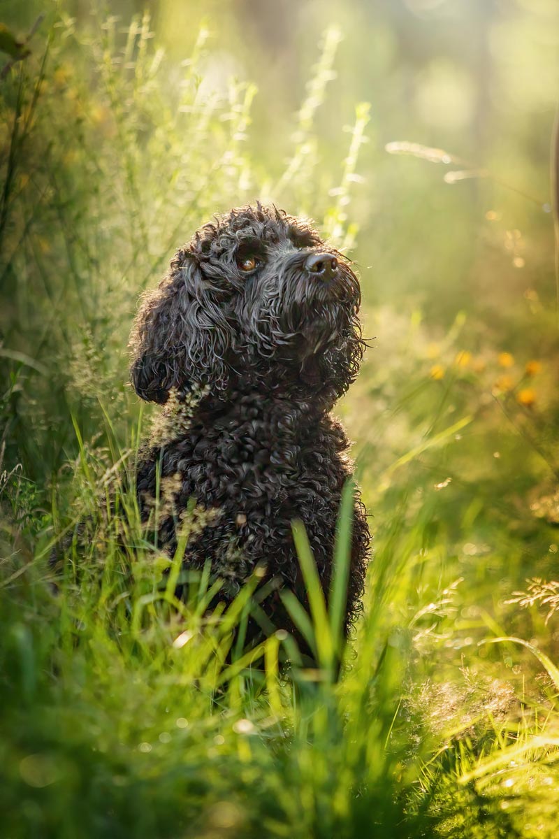 schwarze Hunde fotografieren Labradoodle im Wald