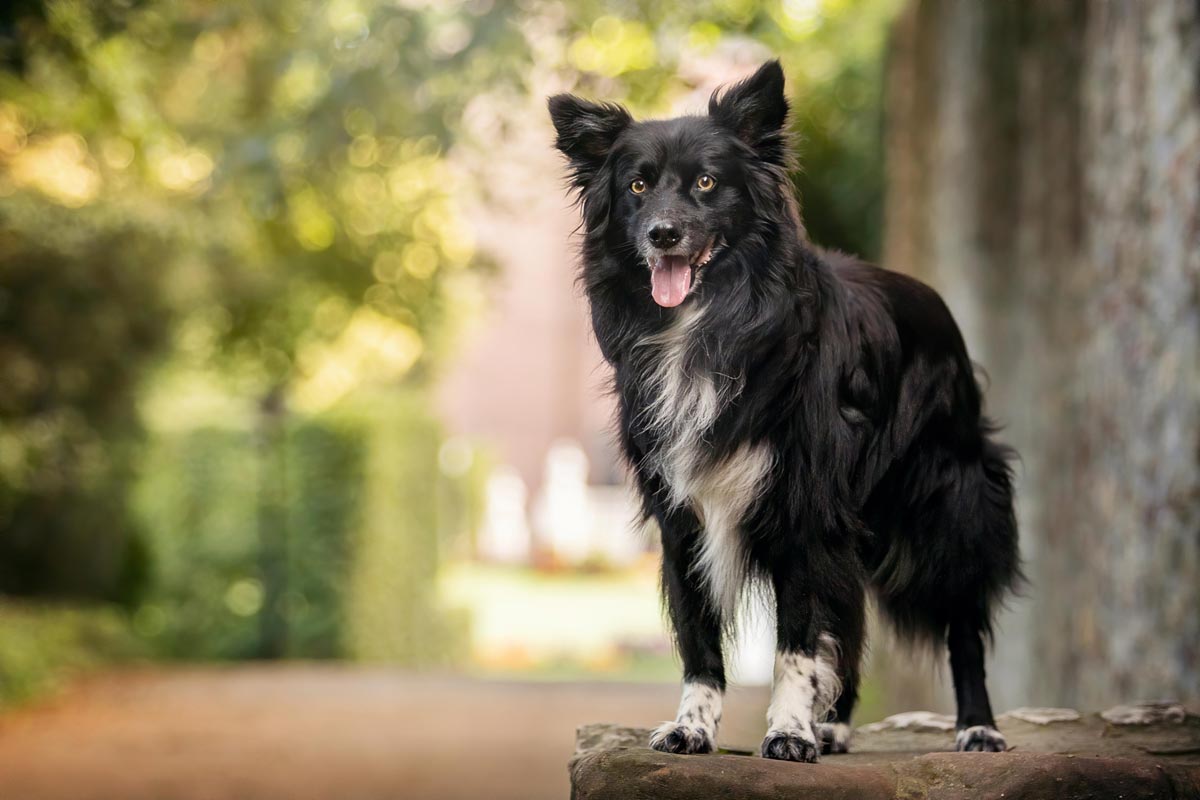 schwarze Hunde fotografieren Border Collie im Palastgarten Trier