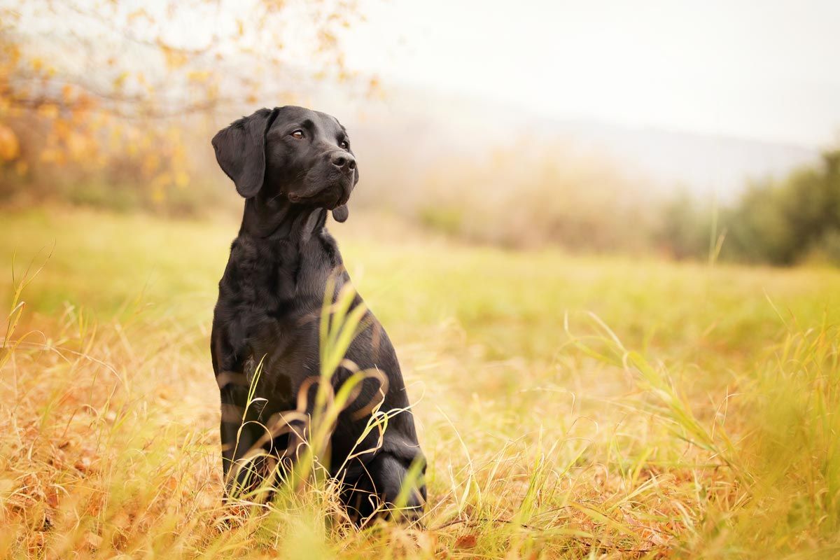 schwarze Hunde fotografieren Labrador Mix in Herbstlandschaft