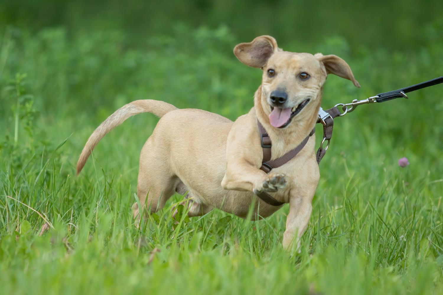 Was muss mein Hund bei einem Fotoshooting können - Dackel vorher mit Leine