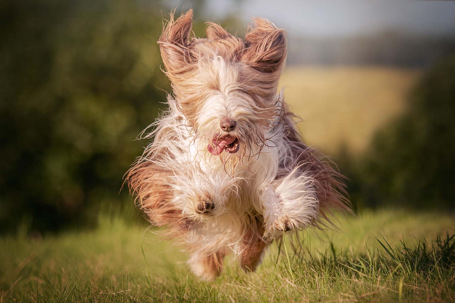 Hundefotografie Bearded Collie rennt über Wiese