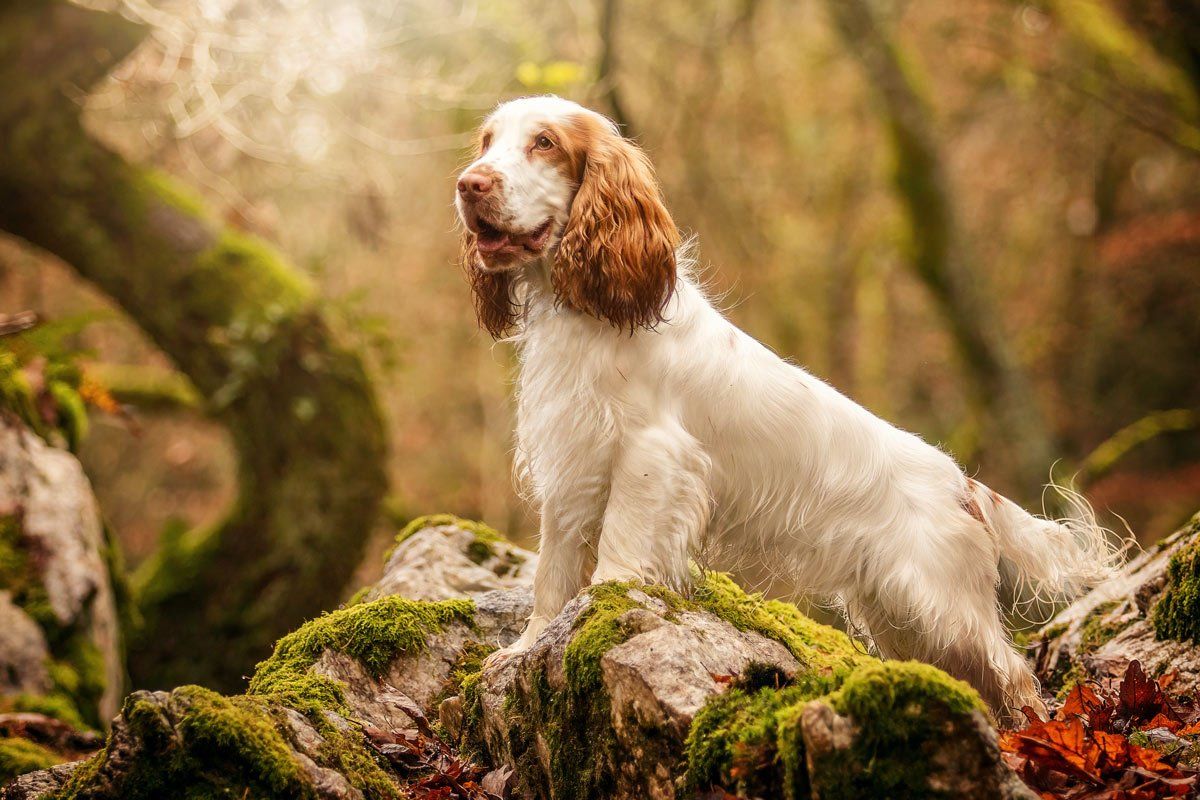 weiße Hunde fotografieren Cocker Spaniel im Wald