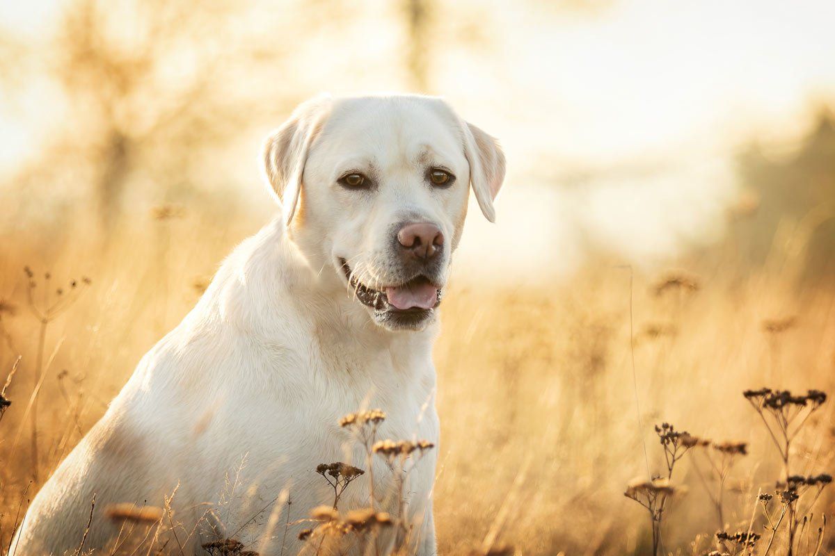 weiße Hunde fotografieren blonder Labrador Portrait