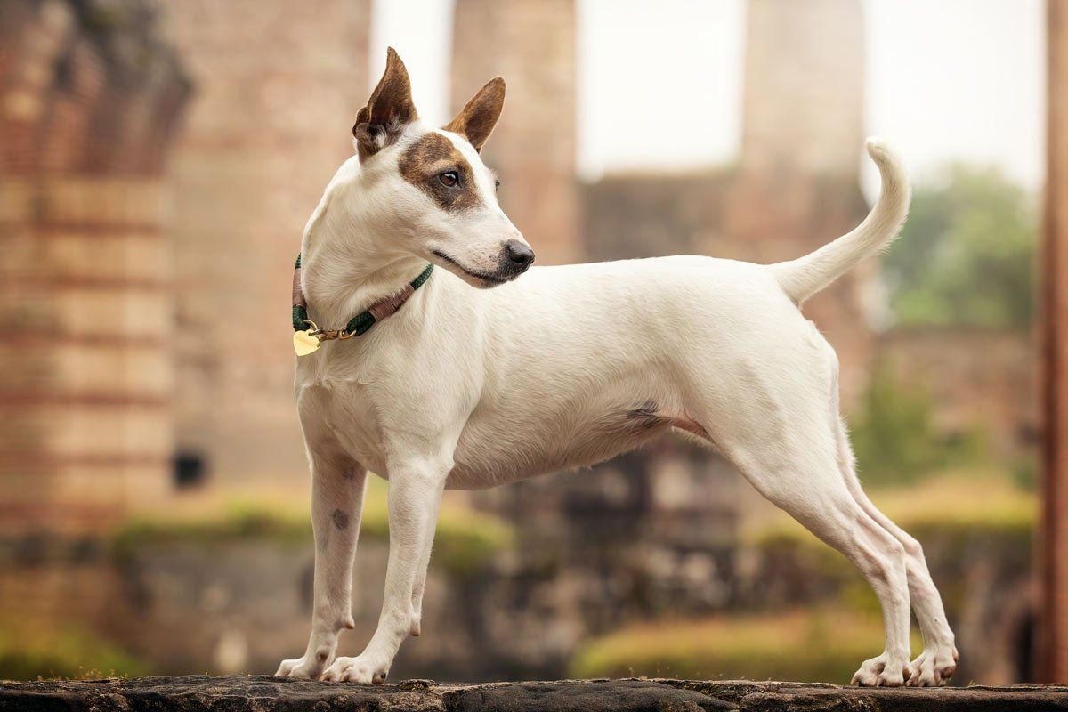 weiße Hunde fotografieren Terriermix in Trier vor Kaiserthermen