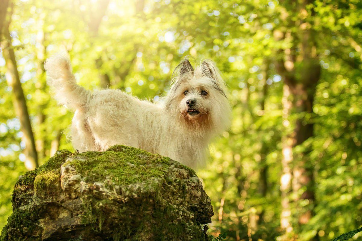 weiße Hunde fotografieren Elo im Wald