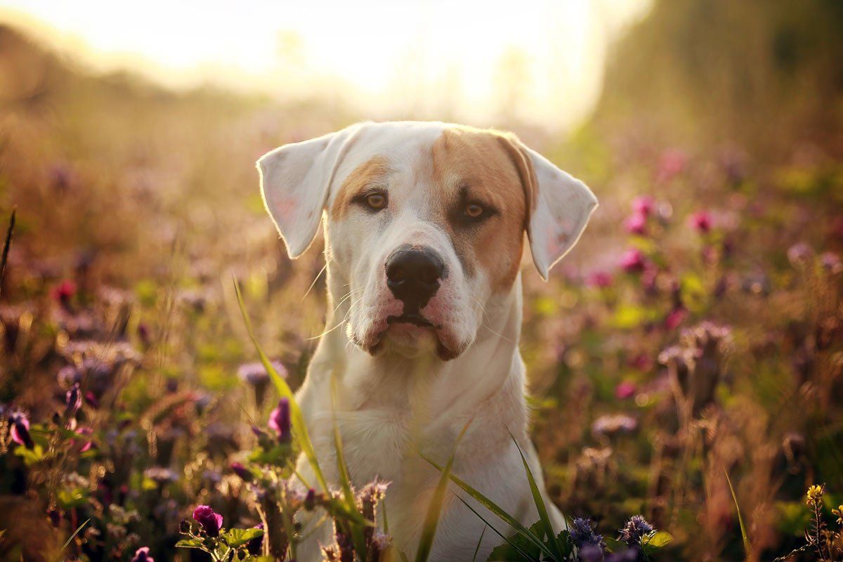 weiße Hunde fotografieren weißer Mischlingshund im Blumenfeld