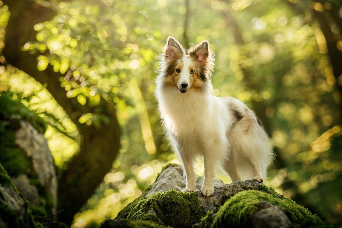weiße Hunde fotografieren Sheltie im Wald