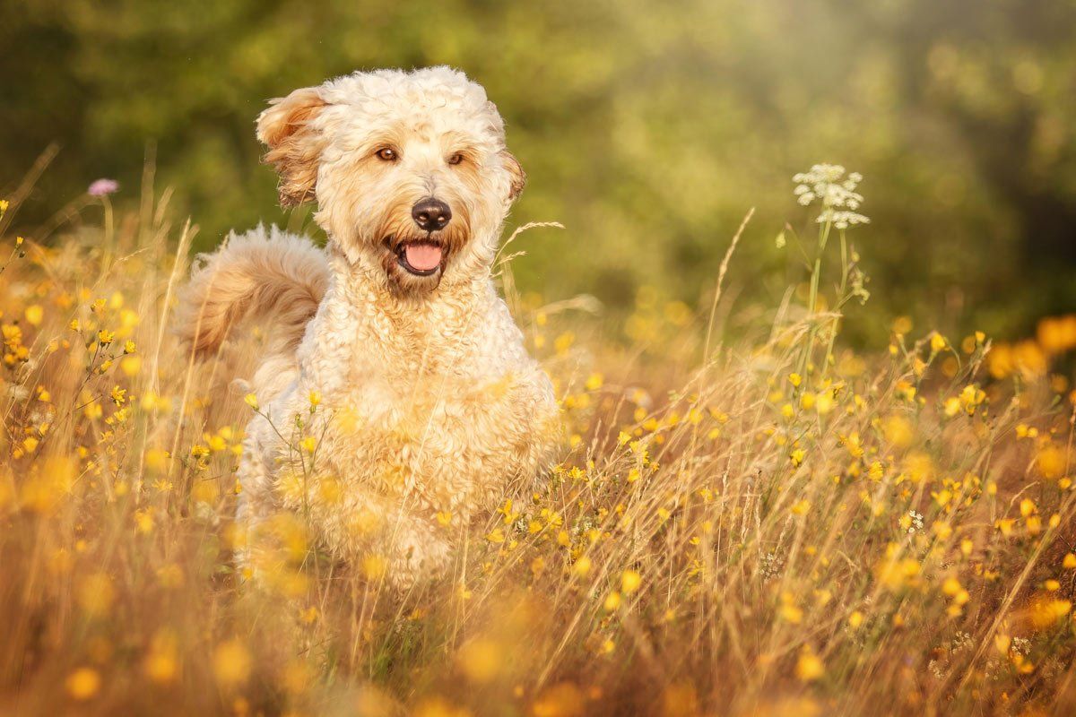 weiße Hunde fotografieren labradoodle läuft durch eine Blumenwiese