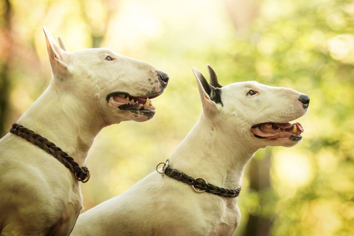 weiße Hunde fotografieren zwei Bullterrier im Portrait