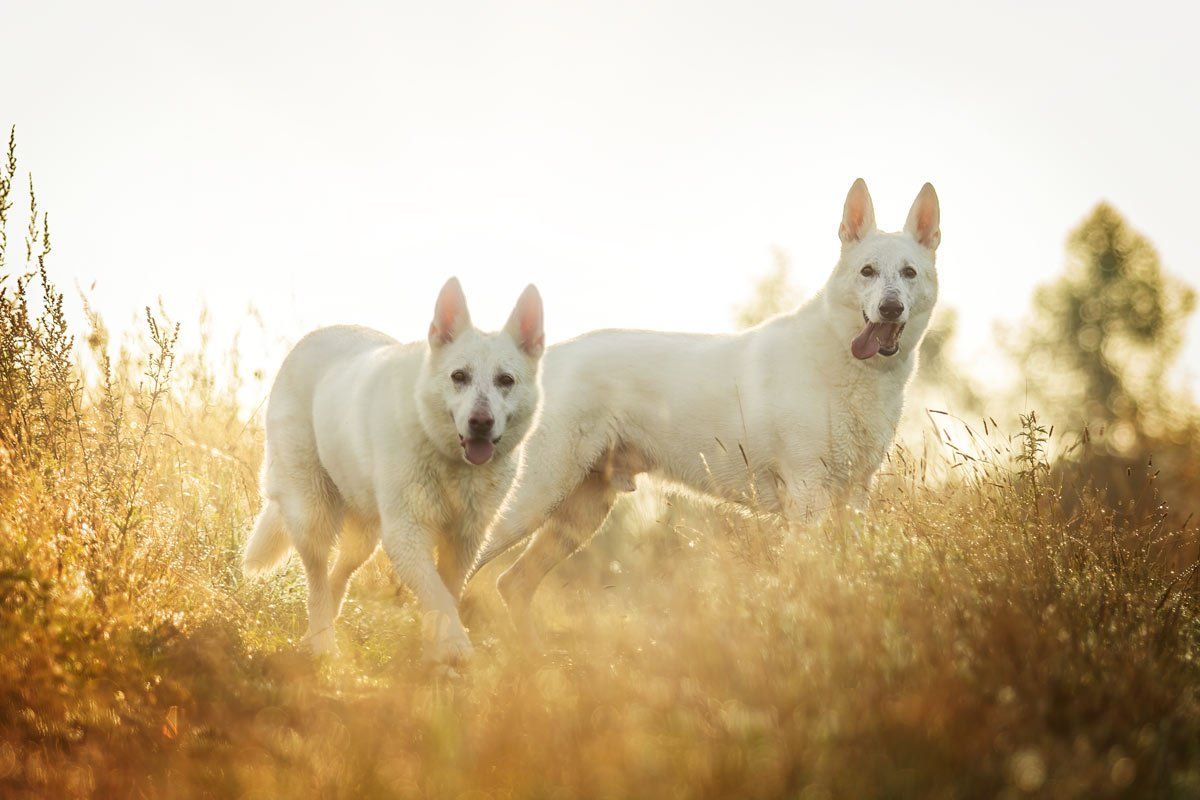 weiße Hunde fotografieren zwei weiße Schäferhunde im Morgenlicht