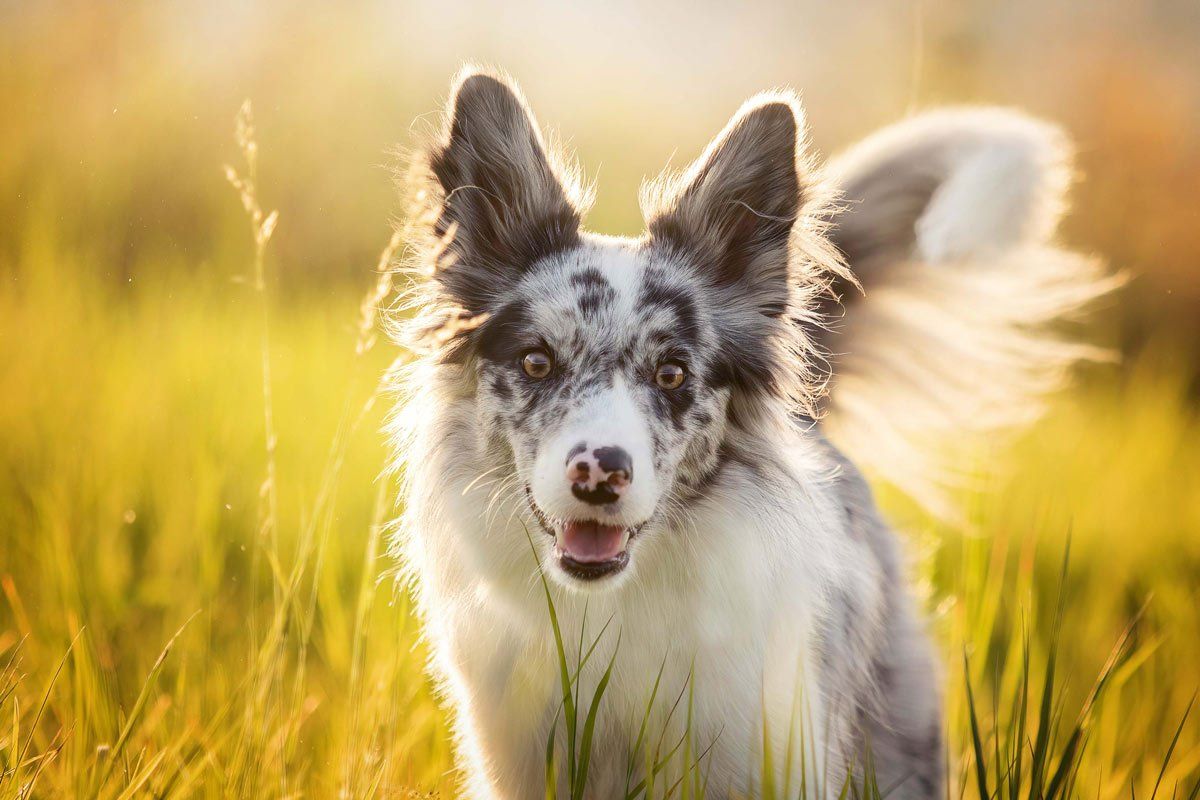 weiße Hunde fotografieren Blue merle Border Collie Portrait