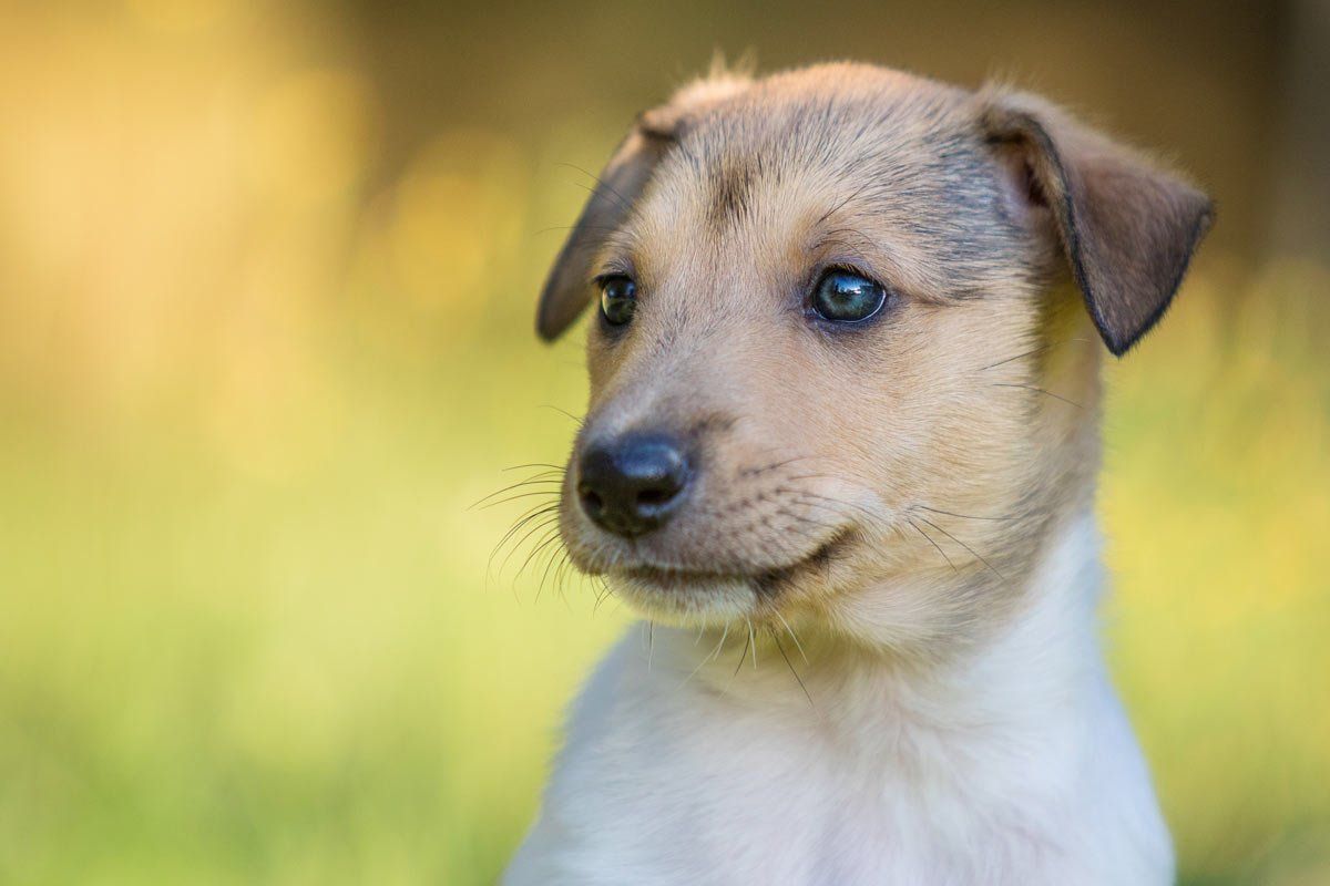 Welpen Fotoshooting Kurzhaarcollie Welpe sable Portrait