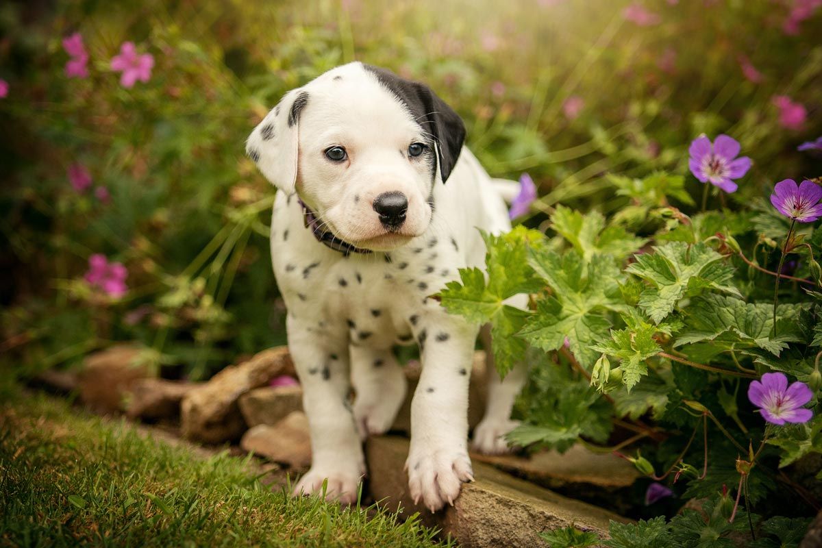 Welpen Fotoshooting Kurzhaarcollie tricolour in der Hand