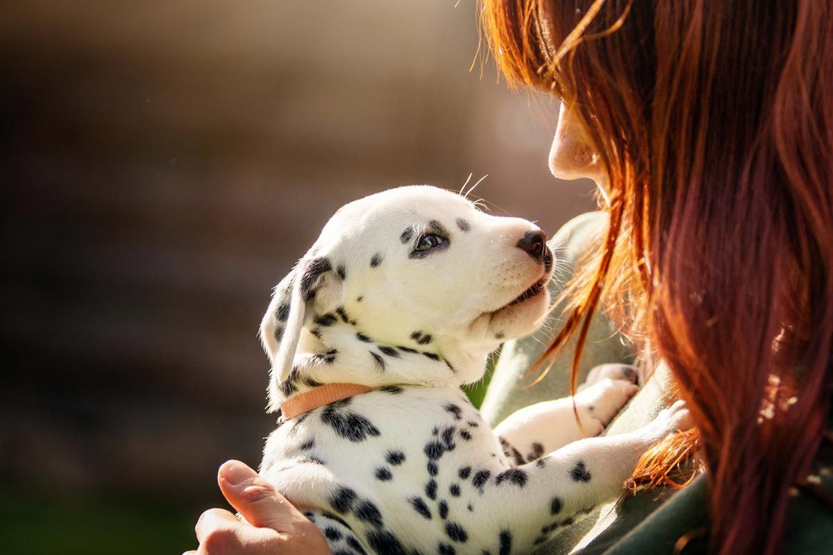 Welpen Fotoshooting Kurzhaarcollie Welpe sable Portrait