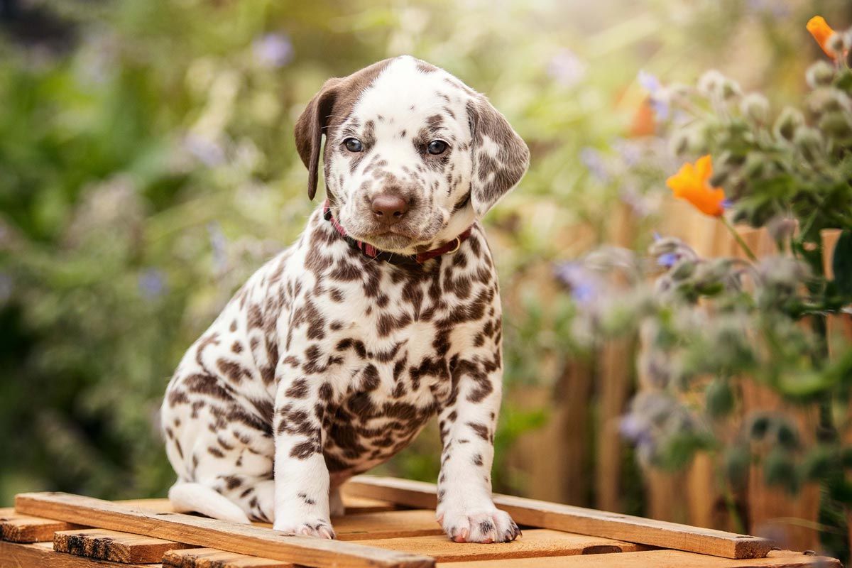 Welpen Fotoshooting Kurzhaarcollie tricolour Welpe zwei Wochen alt