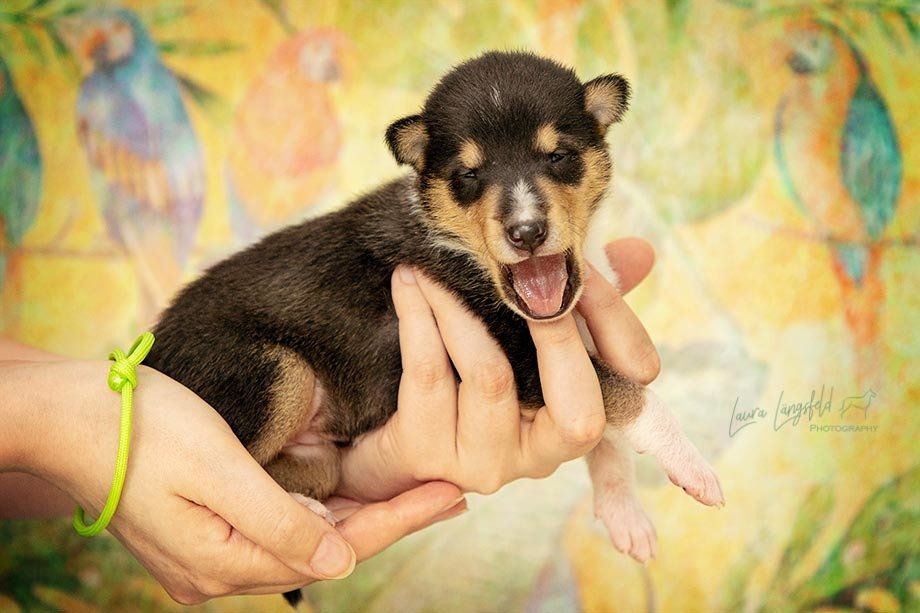 Welpen-shooting Trier kurzhaarcollie-welpe 2 Wochen vor sommerlichem Hintergrund 1