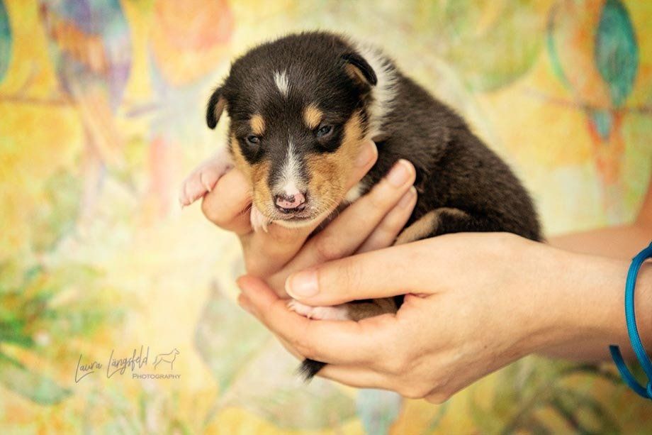 Welpen-shooting Trier kurzhaarcollie-welpe 2 Wochen vor sommerlichem Hintergrund