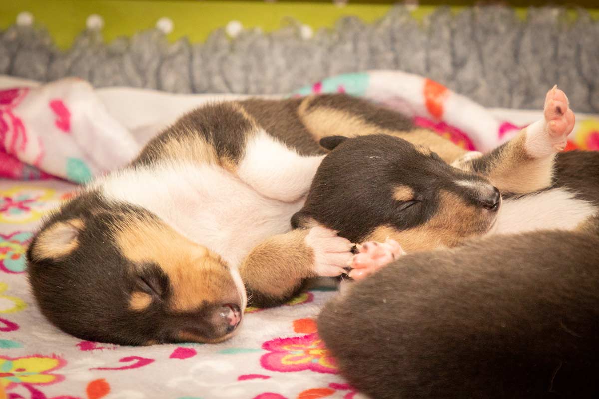 Welpenshooting Trier Kurzhaarcolliewelpen 2 Wochen alt in der Wurfkiste