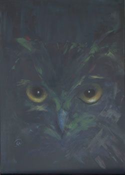 Eule auf Augenhöhe Eule