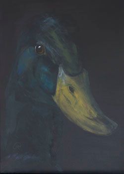 Ente auf Augenhöhe Stockente