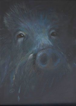 Wildschwein auf Augenhöhe Wildschwein