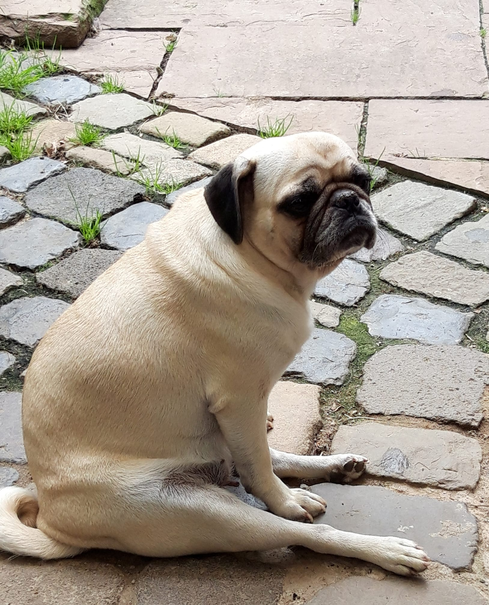 Antje im typischen Mops Sitz