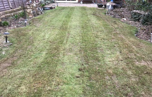 lawn-scarification-birmingham-before