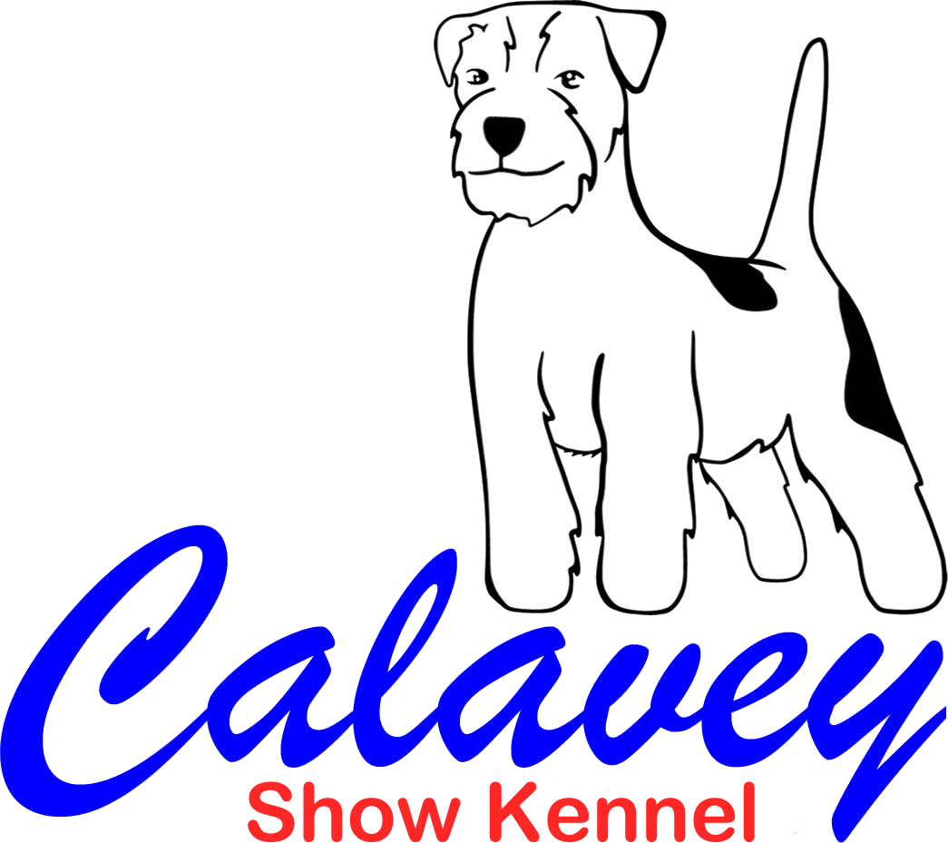 Calavey_Jack_Russell_Terriers_bridgwate_somerset