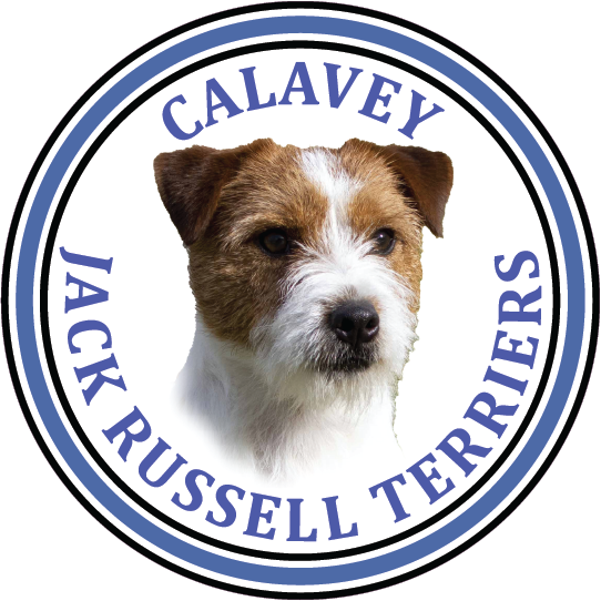 Calavey_Jack_Russell_Terriers_bridgwate_somerset