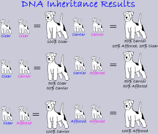 Calavey_DNA_Jack_russell_terriers