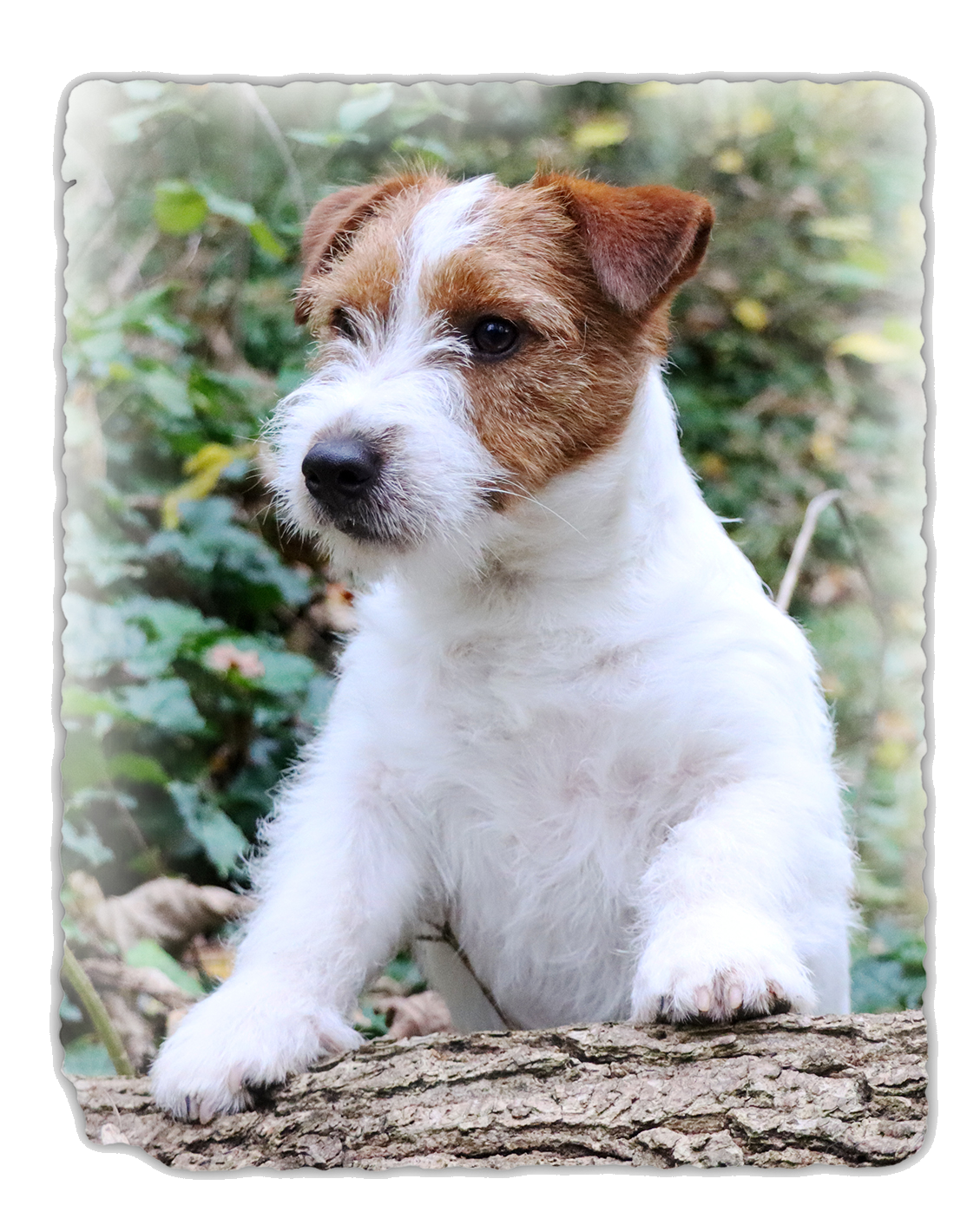 james_jack_russell_terrier_calavey_bridgwater_somerset