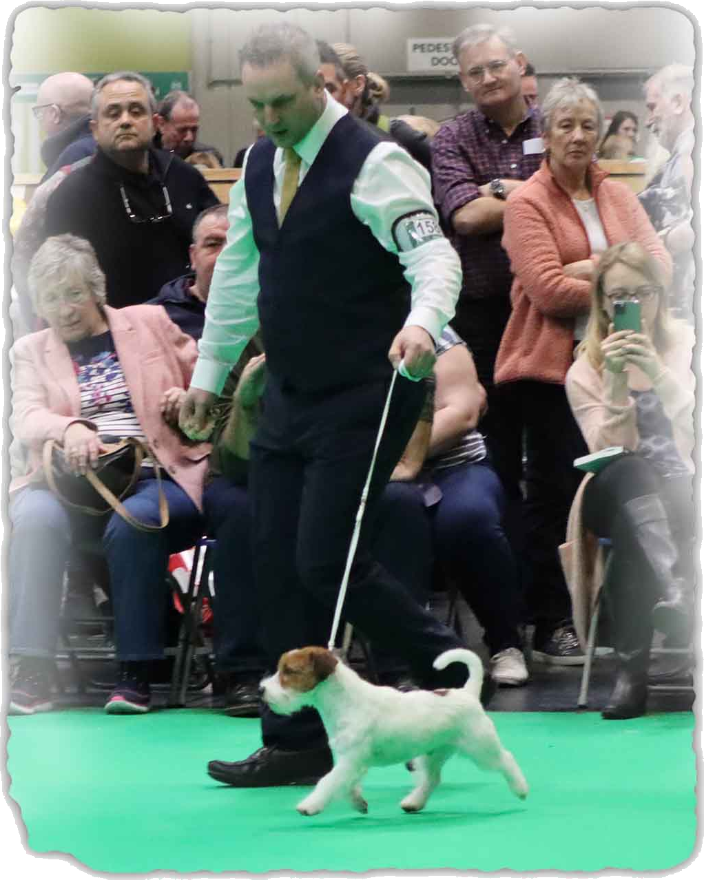 Calavey JRT at Crufts 2020